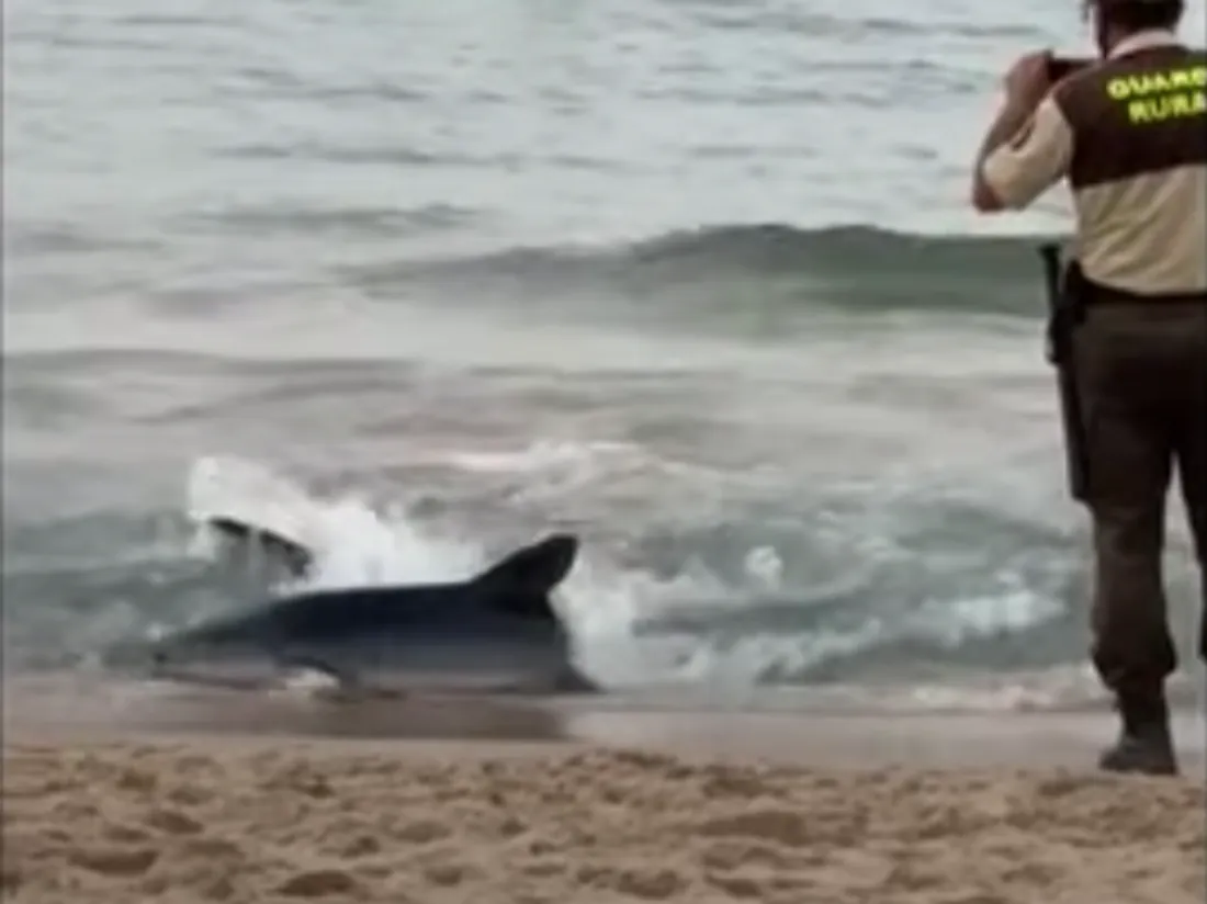 Un requin sur la plage de Benidorm